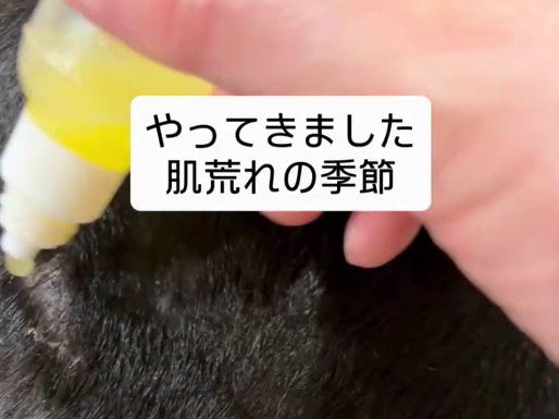 膿皮症