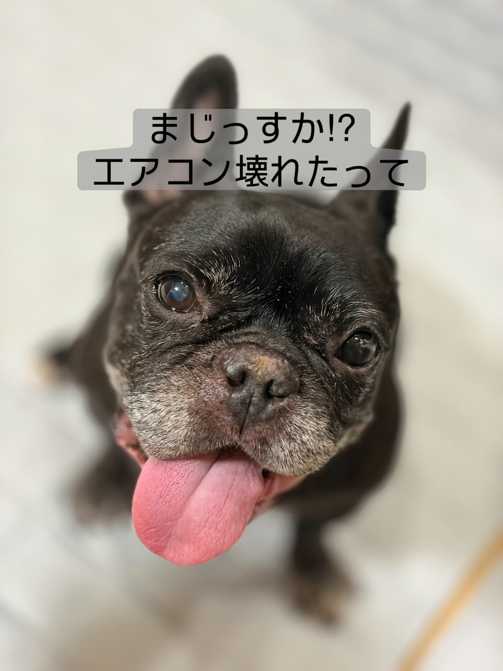 八朔