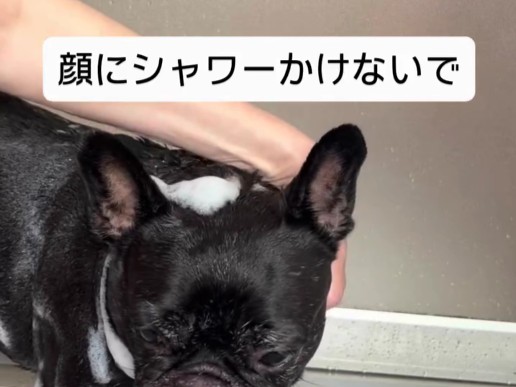 シャンプー