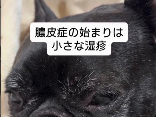 膿皮症
