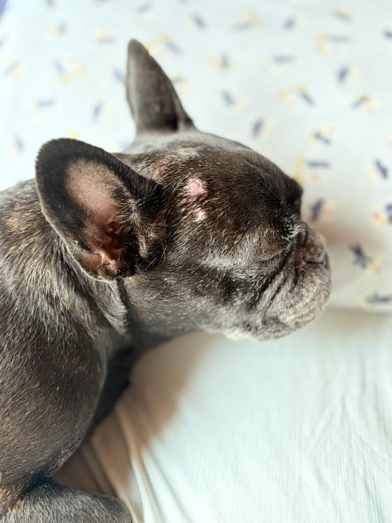 膿皮症