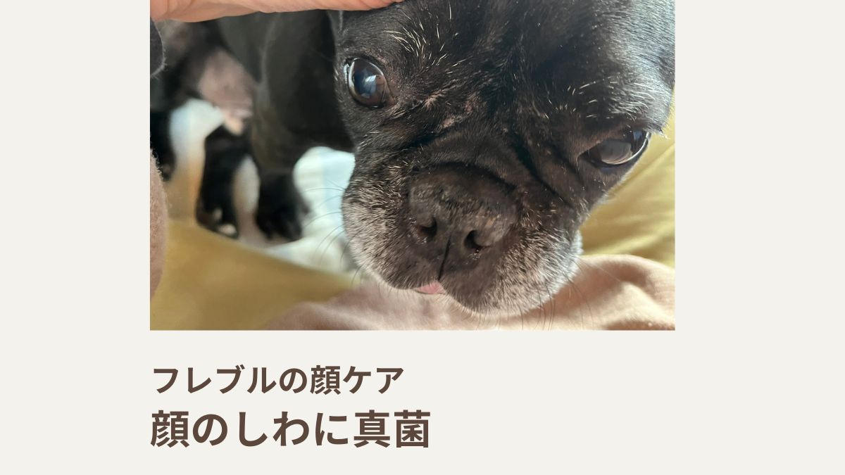 フレブルの顔ケア｜顔のしわに真菌