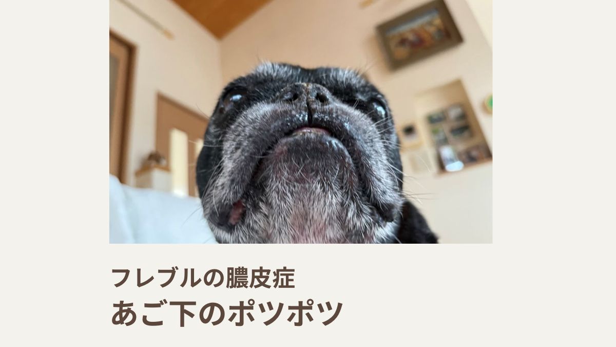フレブルの膿皮症｜顎下のポツポツ