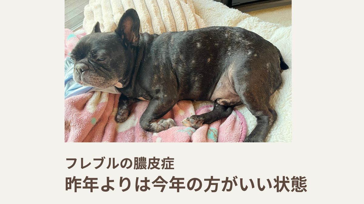 フレブルの膿皮症｜去年よりは今年の方がいい状態