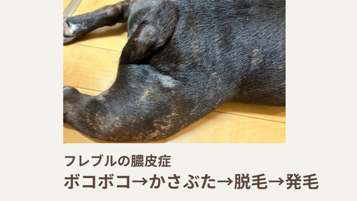 フレブルの膿皮症｜ボコボコ→かさぶた→脱毛→発毛