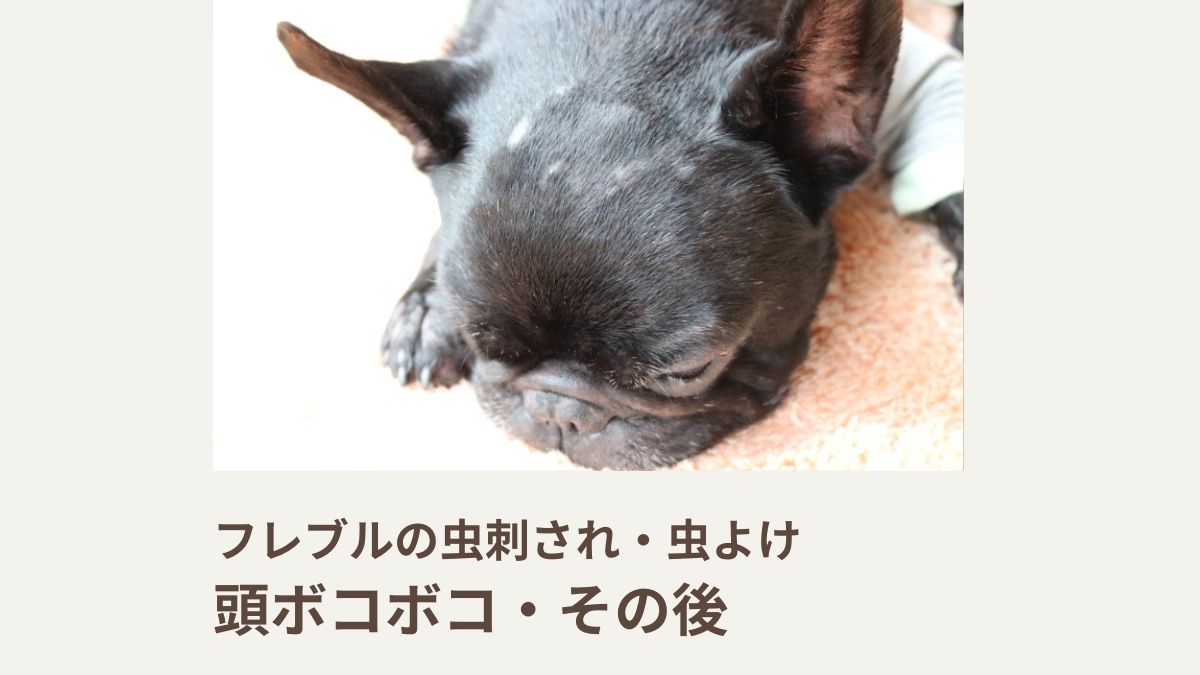 フレブルの虫刺され・虫よけ｜頭ボコボコ・その後