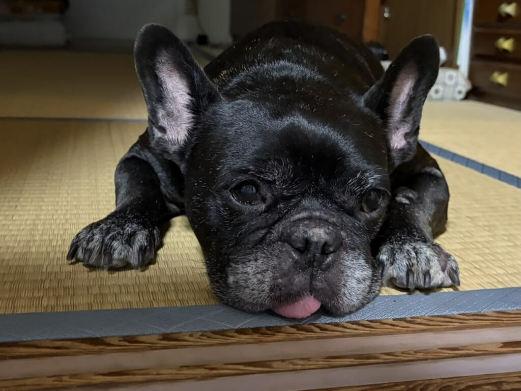 八朔