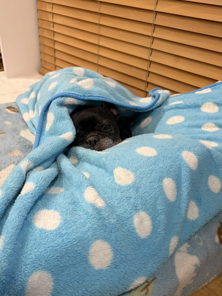 八朔
