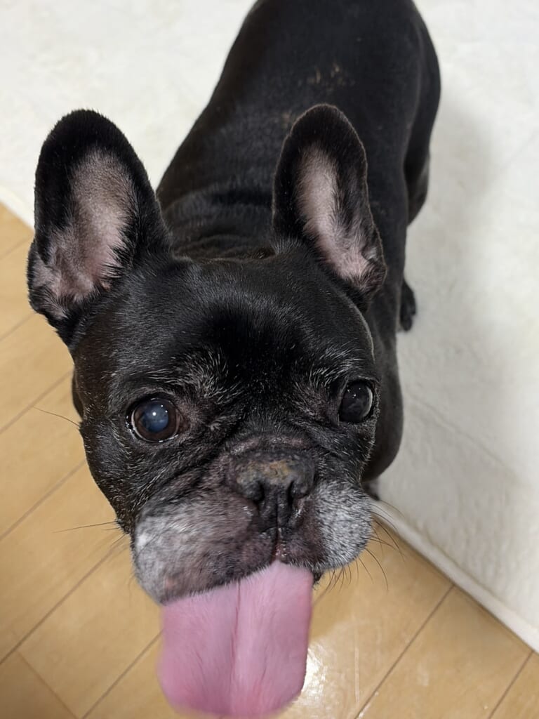 八朔